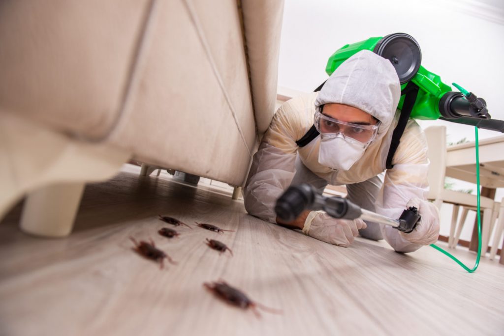 Pest control contractor working in the flat